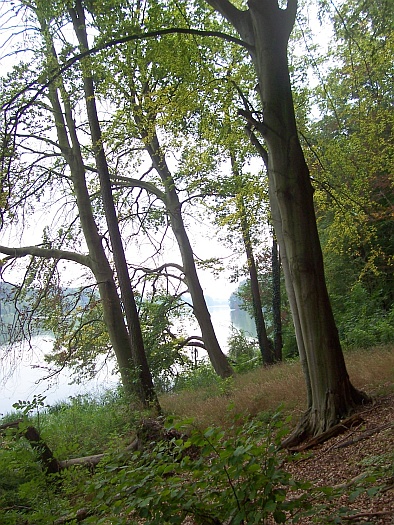 The Beech on Lake Lutom Reserve