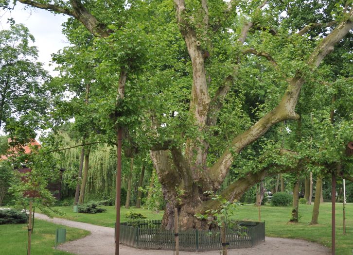 The ancient plate tree at the palace park