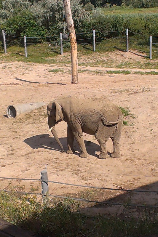 słoń na wybiegu, zoo