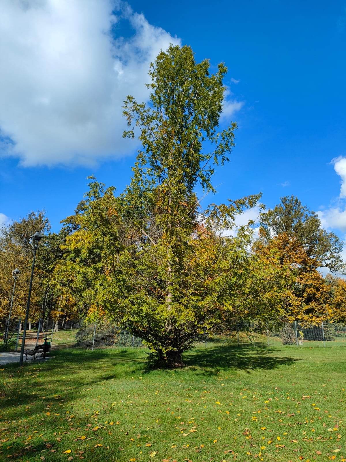 Duże drzewo na polanie w parku, błękitne niebo z chmurami